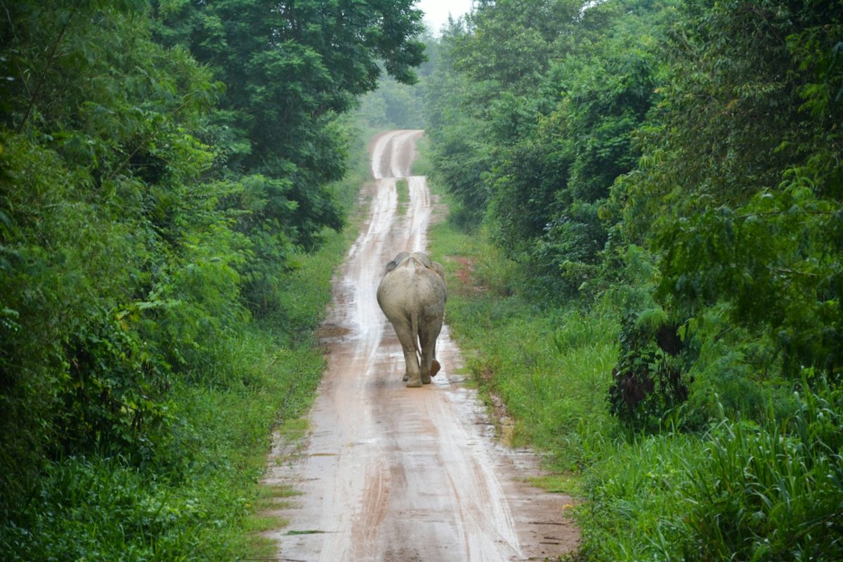 Un éléphant en thailande